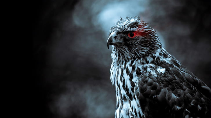 Red Eye Eagle , eagle, birds wallpaper
