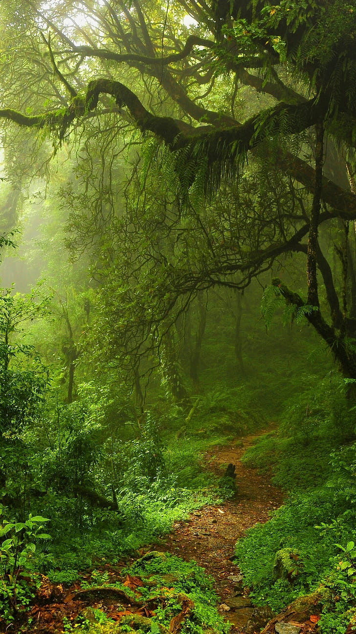 Summer forest, Trees phone wallpaper