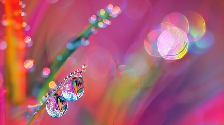 Dazzling Dew Drops, dew drop wallpaper