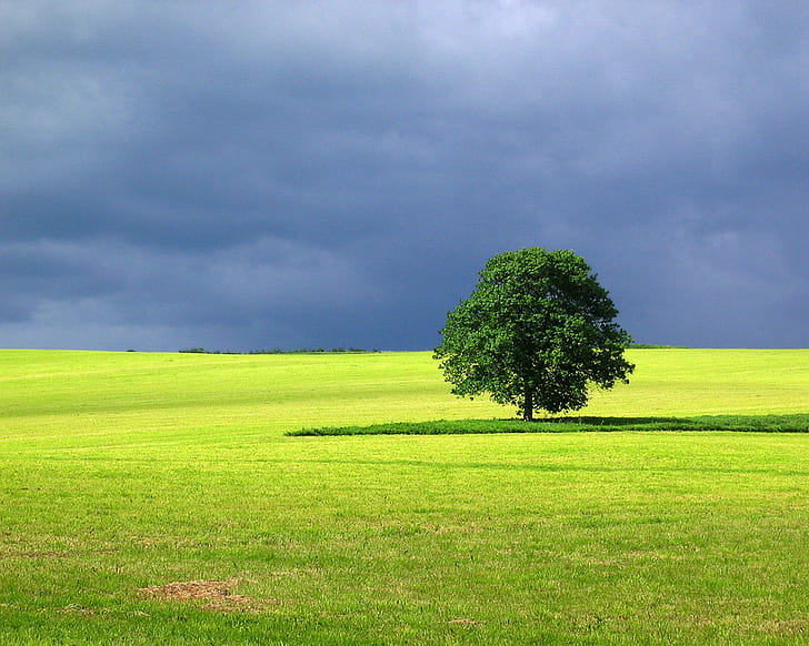 Tree wallpaper