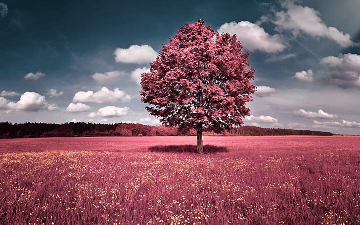 Tree, Girly wallpaper