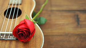 Rose, Ukulele wallpaper