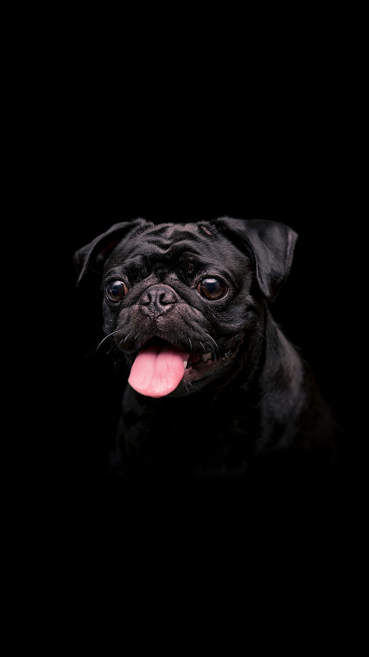 Pug, Pets phone wallpaper