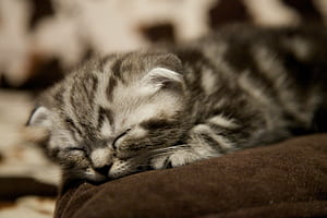 Scottish Fold, Kittens wallpaper