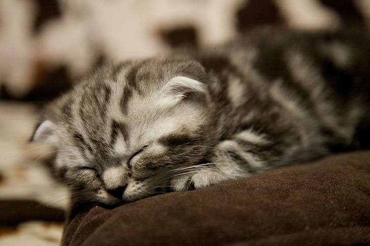 Scottish Fold, Kittens wallpaper