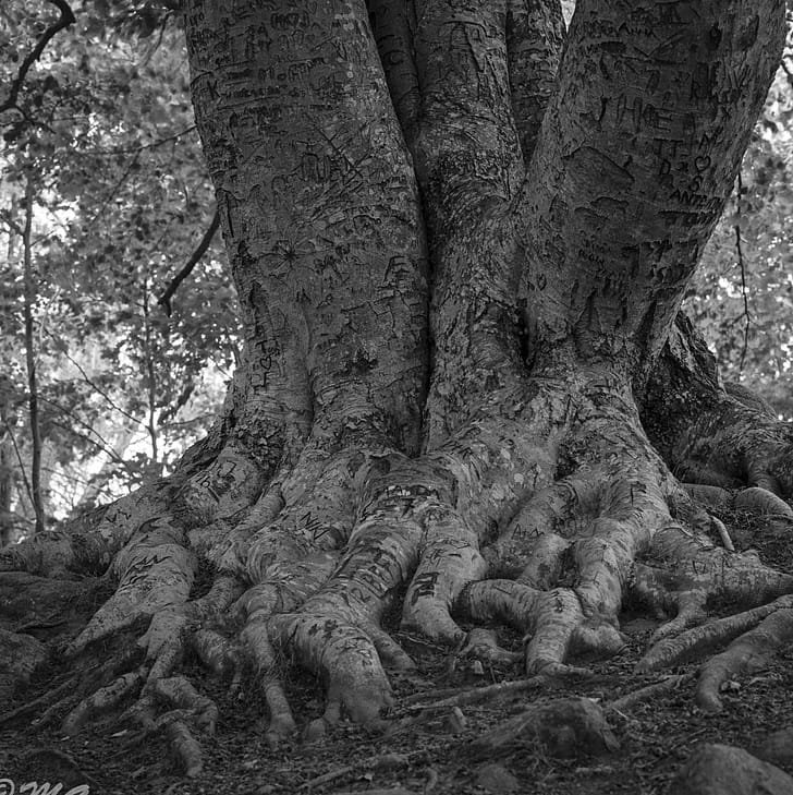 Roots, Beech Tree phone wallpaper