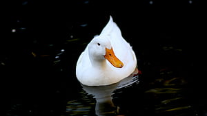 Pekin, Ducks wallpaper