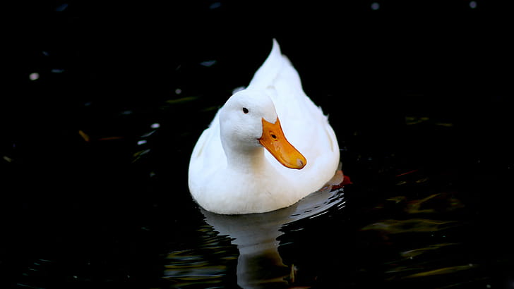 Pekin, Ducks wallpaper