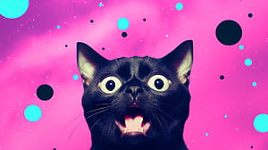 Funny Cat Face, cat, funny wallpaper