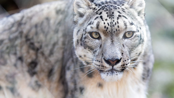 Snow Leopard ,  resolution,  , High-quality wallpaper