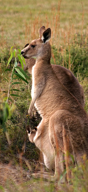 Kangaroo  iPhone,   , Kangaroo phone wallpaper