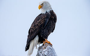 Bald Eagle,  background ,  , Breathtaking view wallpaper