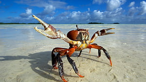 Crab,  ,  ,  backgrounds wallpaper