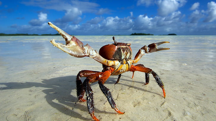 Crab,  ,  ,  backgrounds wallpaper