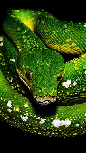 Tree python,  green snake, Water drops, Animals phone wallpaper