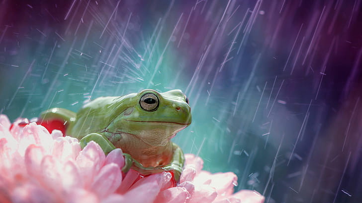 Frog, Rain wallpaper