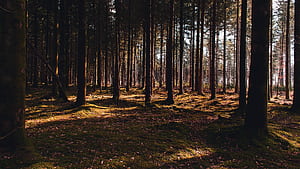 Forest, Pine Trees wallpaper