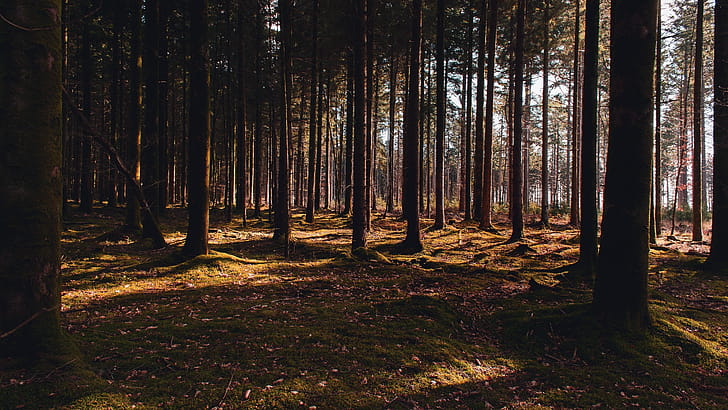 Forest, Pine Trees wallpaper