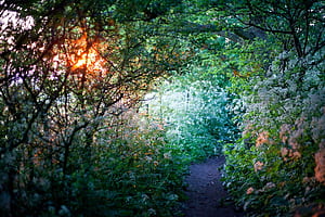 Garden wallpaper