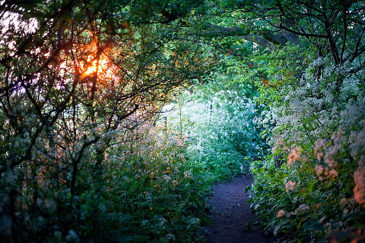 Garden wallpaper