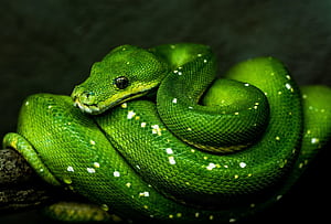 Python function examples, Declaration and invocation, Code examples, Program parameters wallpaper