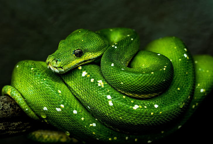 Python function examples, Declaration and invocation, Code examples, Program parameters wallpaper