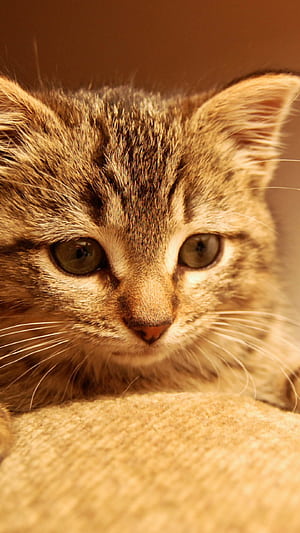 Nice kitten , iPhone 6 Plus phone wallpaper