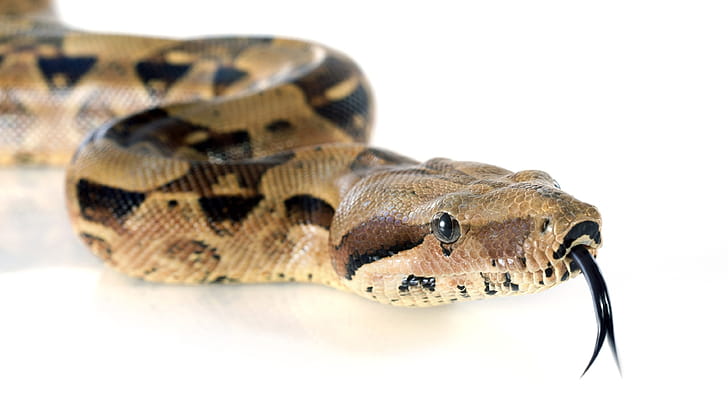 Boa Constrictor, Boa constrictor wallpaper