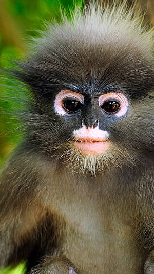 Cute little monkey, Android , Android phone wallpaper