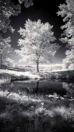 Silver Mirror — iPhone, tree, pond phone wallpaper