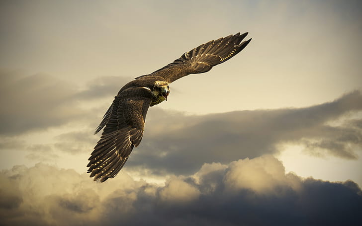 Angry Hawk , hawk, birds, eagle wallpaper