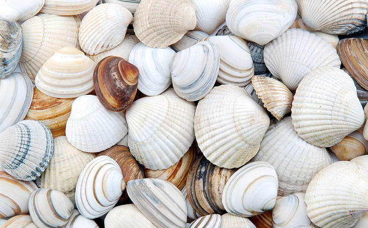 Clams, Sea Shell wallpaper