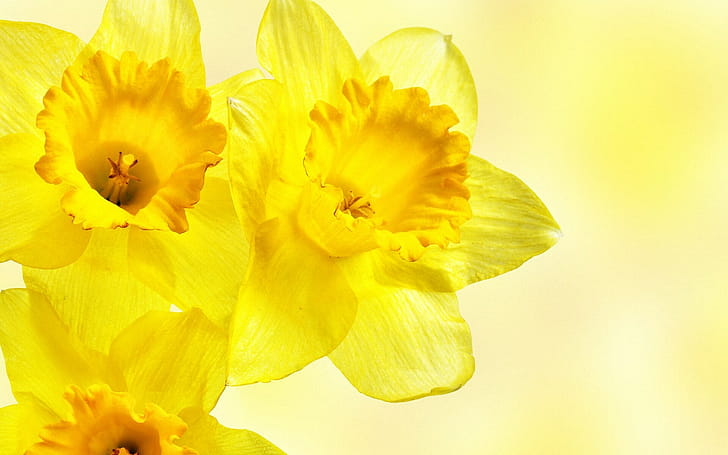 Close-up, Daffodils wallpaper