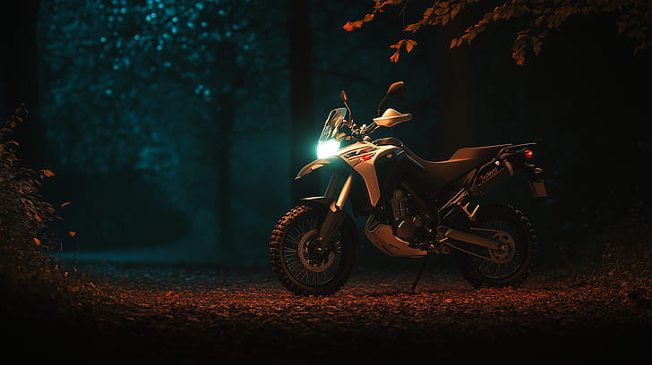 forest, night wallpaper
