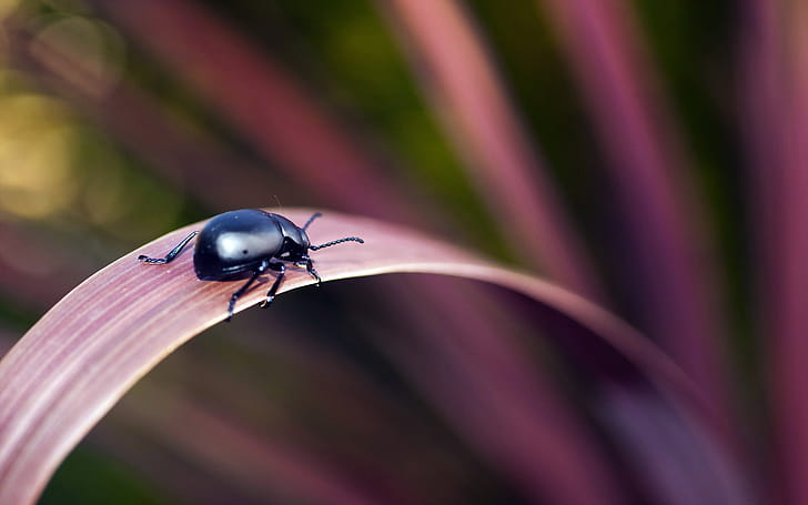 Beetle (Animals), Beetle computer background, Beetle ,  for computer wallpaper