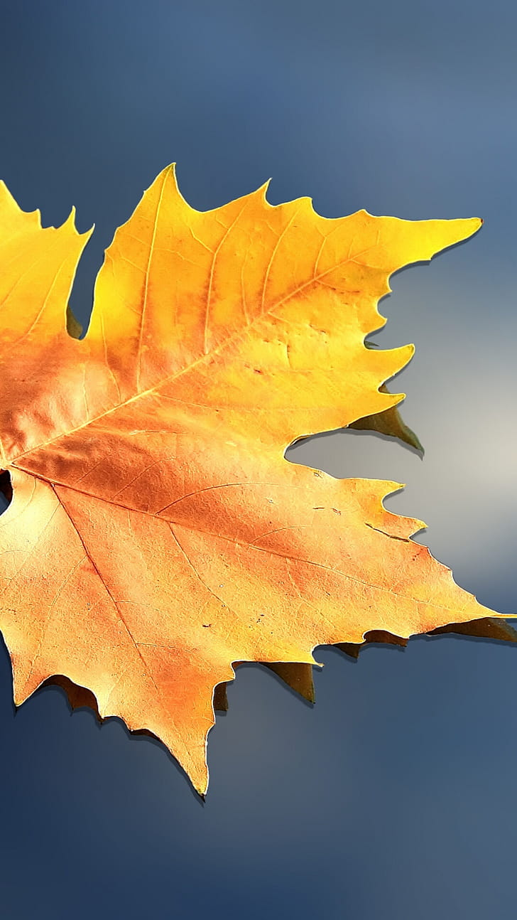 Leaf macro composition, Subtle details phone wallpaper