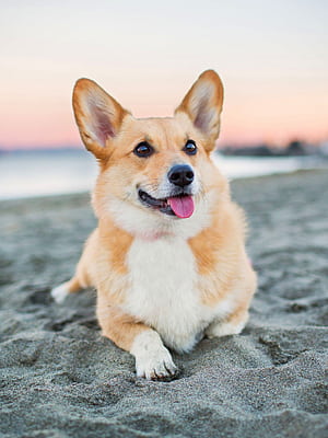 Beach, Corgis phone wallpaper
