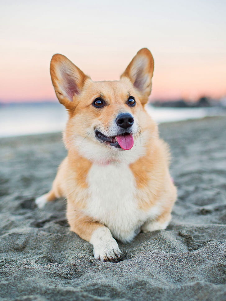 Beach, Corgis phone wallpaper