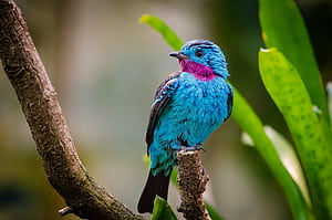 Spangled cotinga, Birds wallpaper