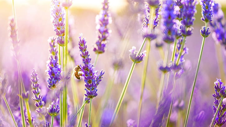 Lavender, wallpaper