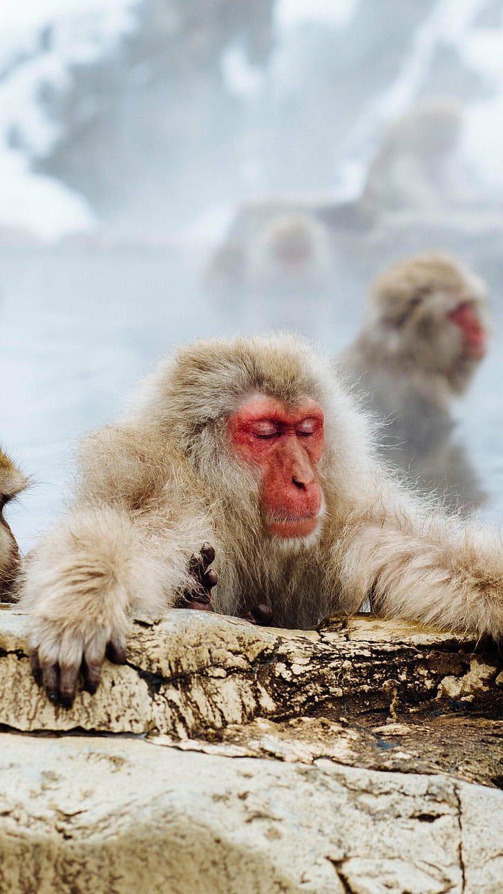 Macaque, Apes phone wallpaper