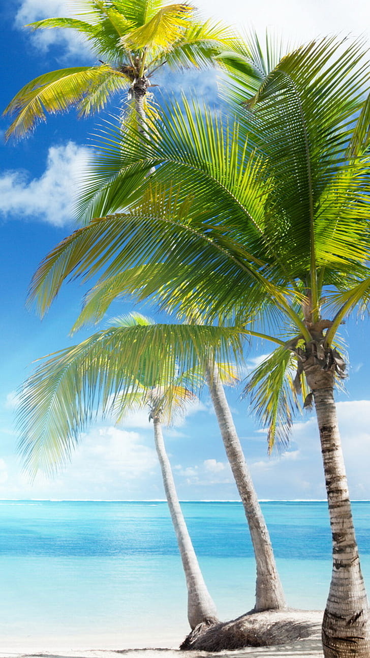 Coconut tree, Beautiful phone wallpaper
