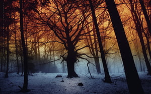 Snow, Winter,  , Forest, Tree wallpaper