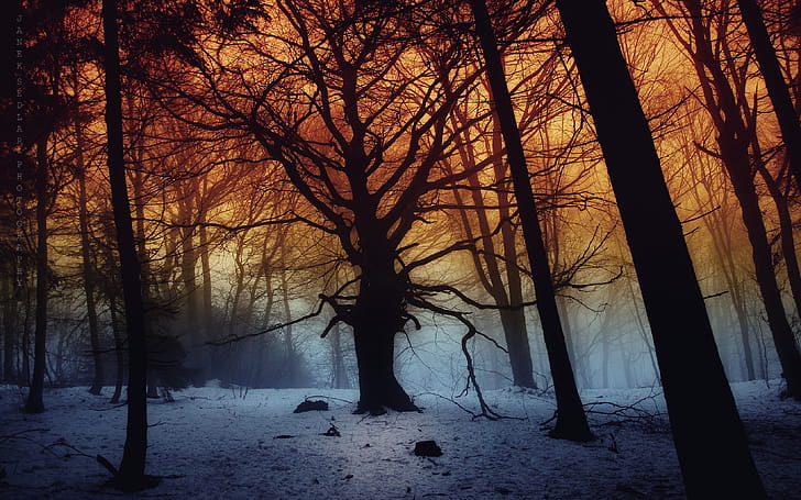 Snow, Winter,  , Forest, Tree wallpaper