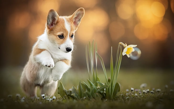 Daffodil, Corgis wallpaper