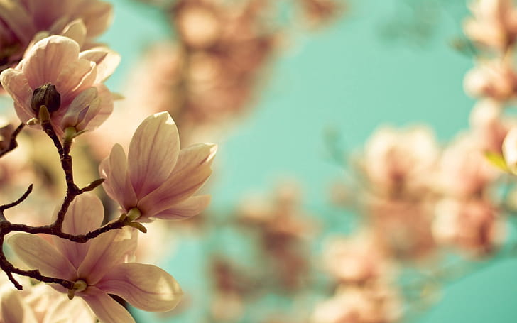 Magnolia Tree, wallpaper