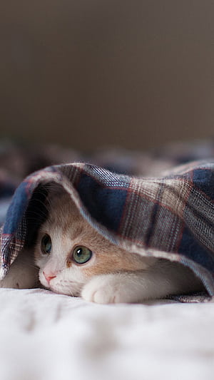 Cute kitten, iPhone phone wallpaper