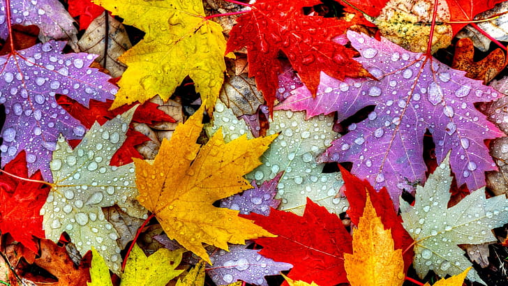 Maple, Gold Leaf wallpaper