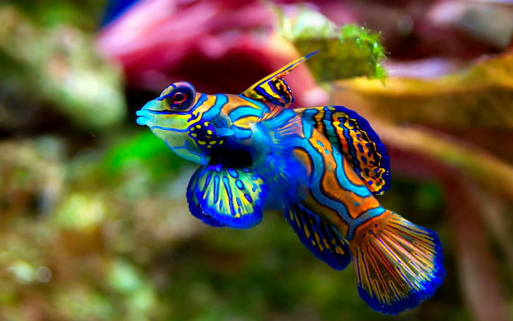 Mandarin dragonet, Fish wallpaper