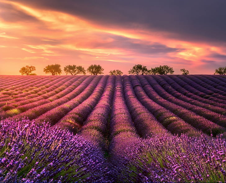 Lavender fields, Clouds, wallpaper